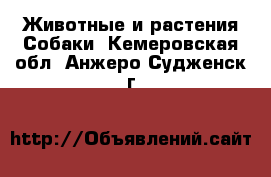 Животные и растения Собаки. Кемеровская обл.,Анжеро-Судженск г.